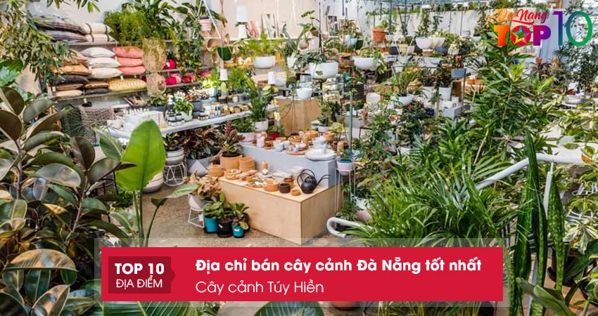 cay-canh-tuy-hien-top10danang