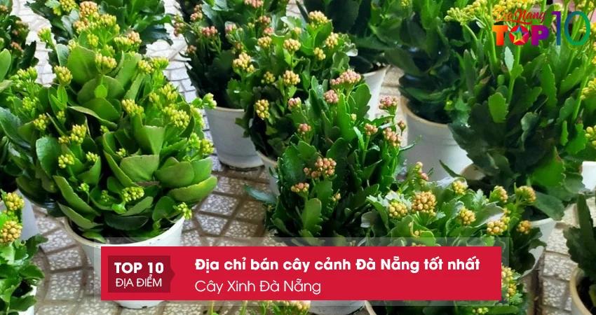 cay-xinh-da-nang-top10danang