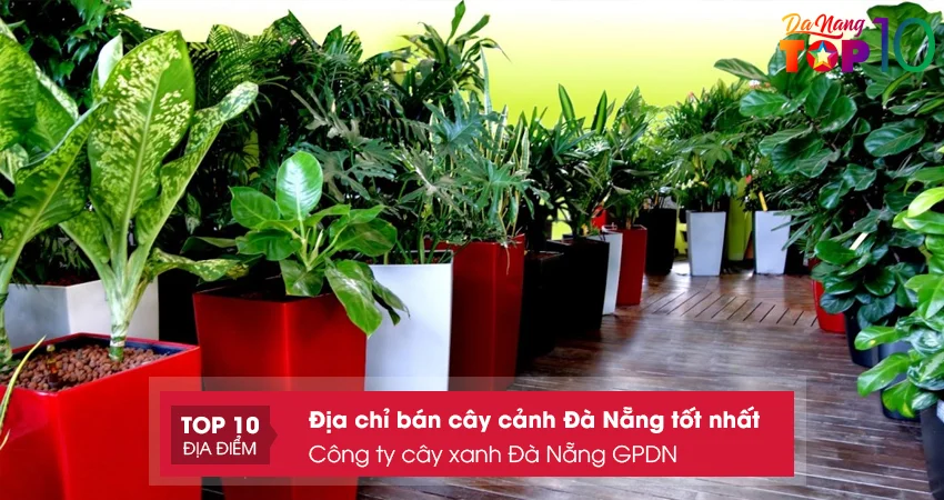 cong-ty-cay-xanh-da-nang-gpdn-top10danang