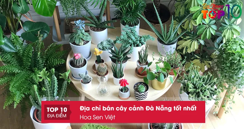 hoa-sen-viet-top10danang