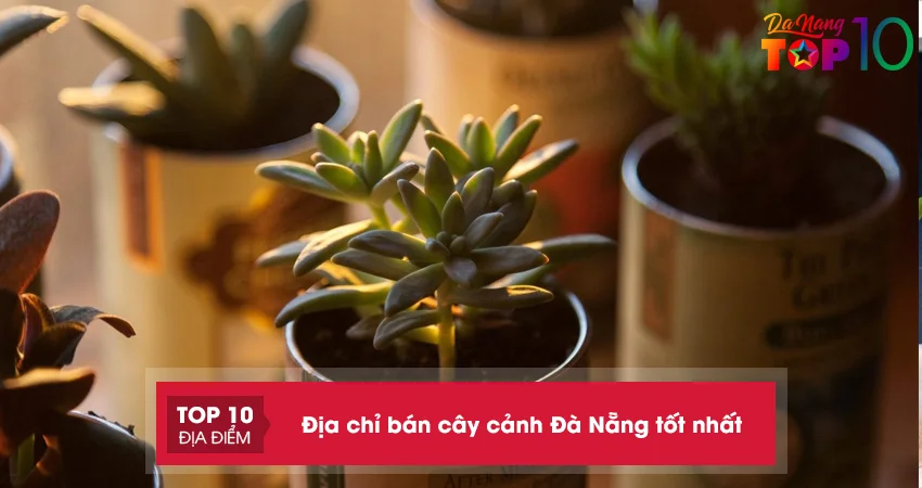 TOP 15+ địa chỉ bán cây cảnh Đà Nẵng giá tốt giao tận nơi