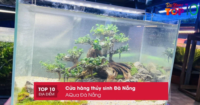 aqua-da-nang-cua-hang-thuy-sinh-da-nang-gia-re-top10danang