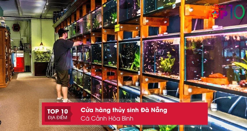 ca-canh-hoa-binh-cua-hang-thuy-sinh-da-nang-top10danang