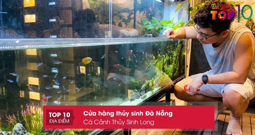 ca-canh-thuy-sinh-long-cua-hang-thuy-sinh-tai-da-nang-top10danang