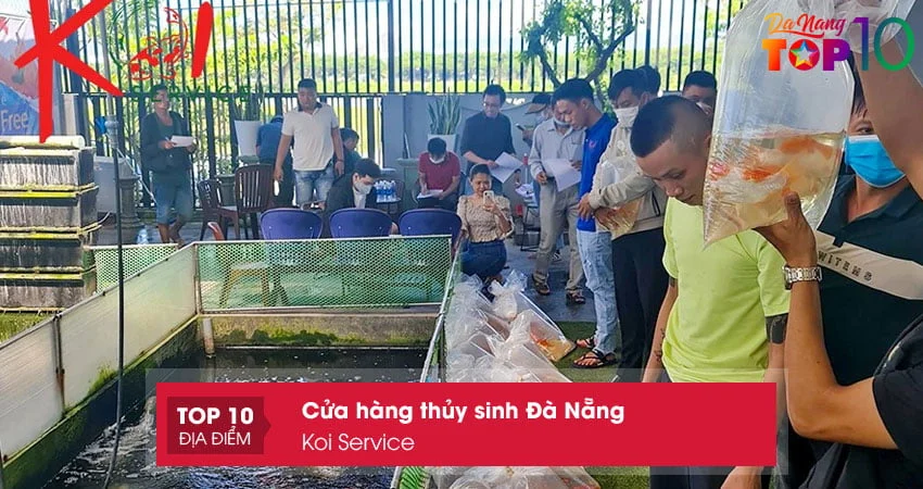 koi-service-cua-hang-thuy-sinh-da-nang-top10danang