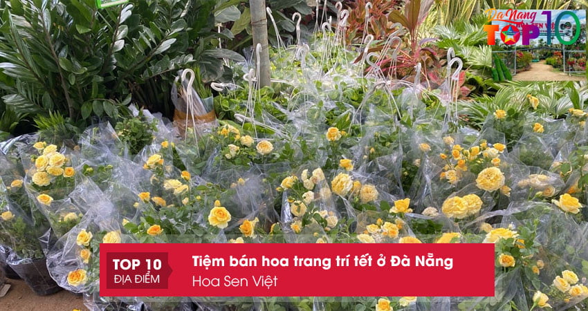 hoa-sen-viet-top10danang