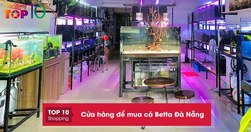 Mách bạn 10+ cửa hàng để mua cá Betta Đà Nẵng đẹp, uy tín nhất