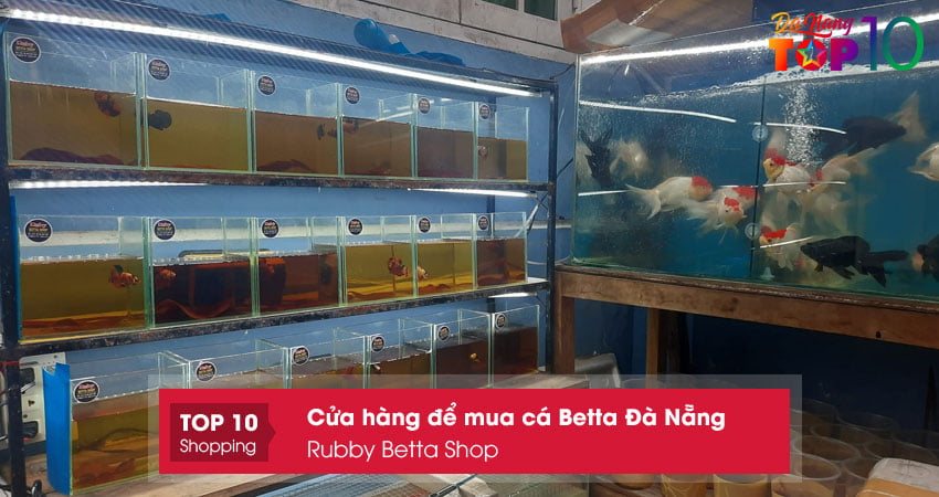rubby-betta-shop-mua-ca-betta-da-nang-dep-nhat-top10danang