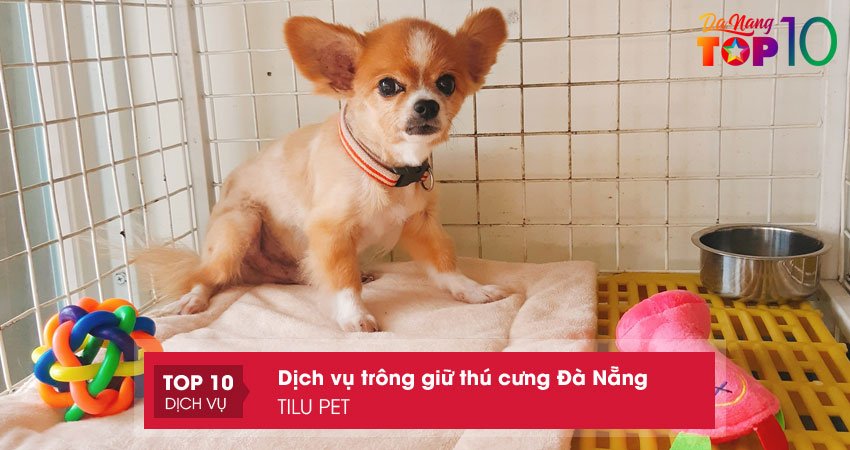 tilu-pet-dich-vu-luu-tru-thu-cung-da-nang-top10danang