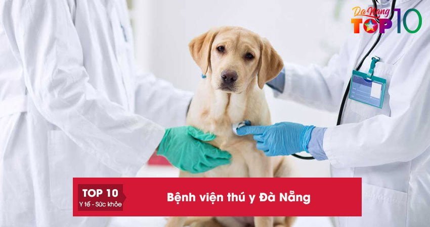 Bỏ túi ngay 15+ bệnh viện thú y Đà Nẵng uy tín cho thú cưng