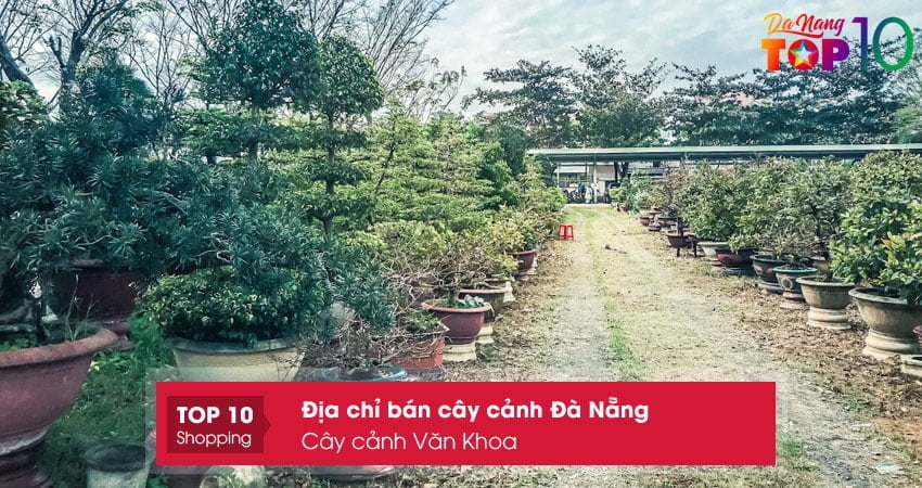 cay-canh-van-khoa-top10danang