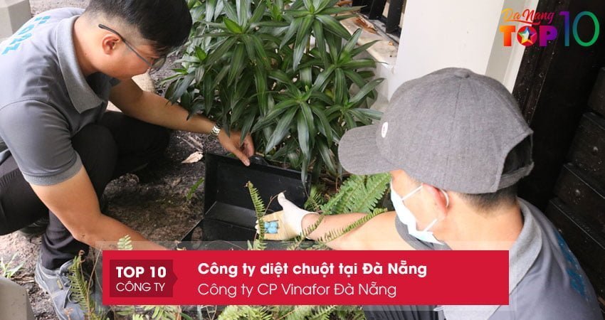 cong-ty-cp-vinafor-da-nang-top10danang