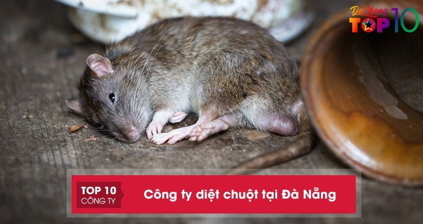 Lưu ngay top 10+ công ty diệt chuột tại Đà Nẵng an toàn, chuyên nghiệp