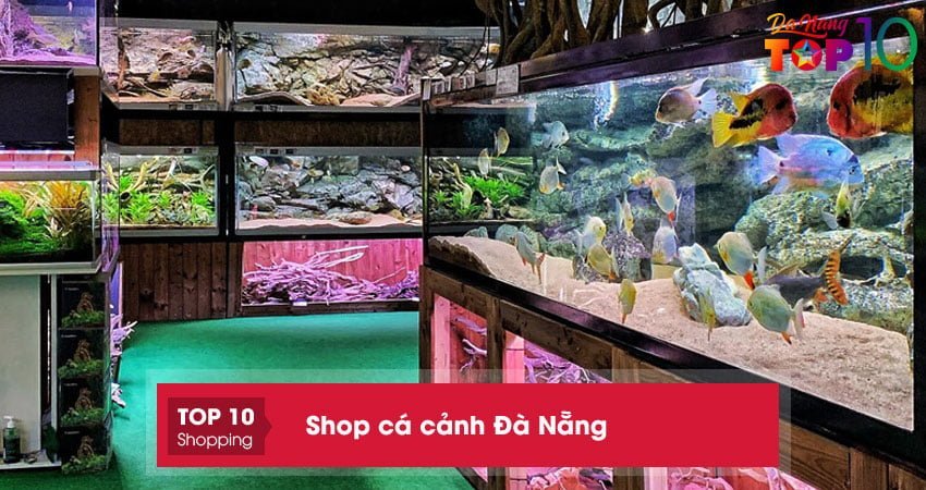 Top 10+ shop cá cảnh Đà Nẵng ĐẸP – ĐỘC – sỉ lẻ