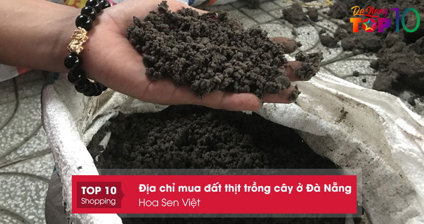 hoa-sen-viet-top10danang