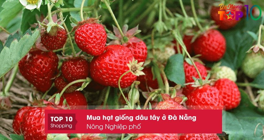 nong-nghiep-pho-top10danang