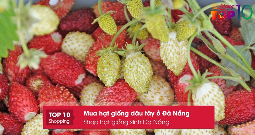 shop-hat-giong-xinh-da-nang-top10danang