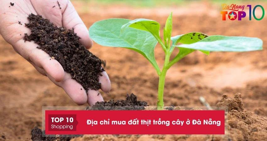 Top 10+ địa chỉ mua đất thịt trồng cây ở Đà Nẵng siêu sạch siêu tốt