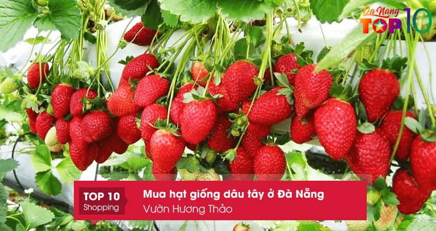 vuon-huong-thao-dia-chi-mua-hat-giong-dau-tay-o-da-nang-top10danang