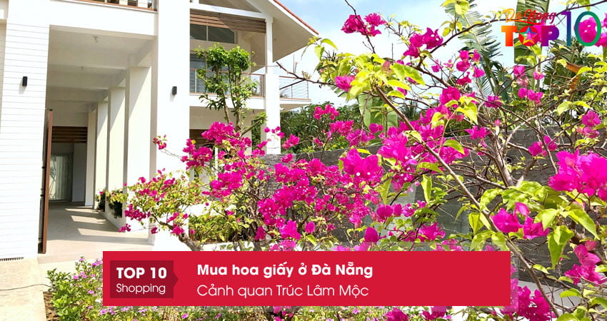 canh-quan-truc-lam-moc-mua-hoa-giay-o-da-nang-sieng-bong-top10danang