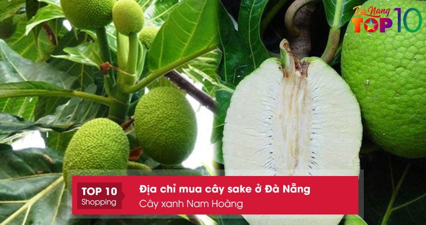 cay-xanh-nam-hoang-dia-chi-mua-cay-sake-o-da-nang-top10danang