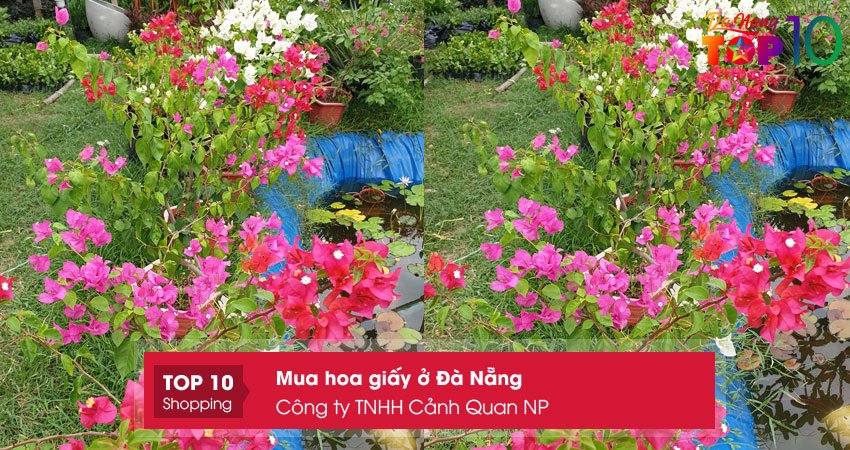 cong-ty-tnhh-canh-quan-np-top10danang