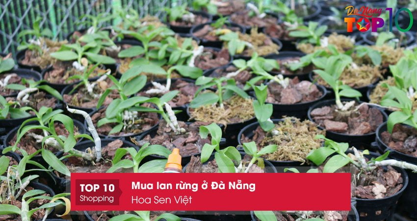 Mua Lan Rừng Ở Đà Nẵng | 10+ Địa Chỉ Bán Hoa Khỏe Đẹp Giá Rẻ