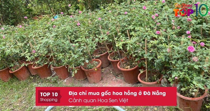 hoa-sen-viet-top10danang