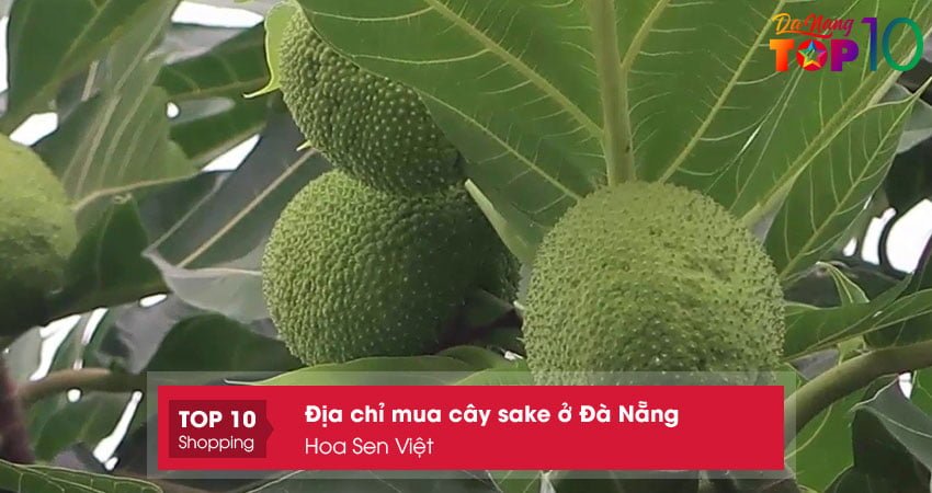 hoa-sen-viet-top10danang