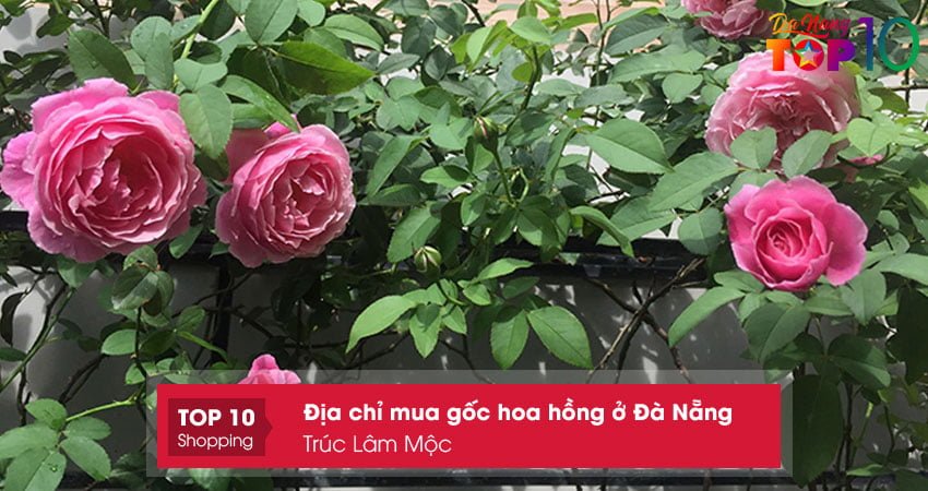 mua-goc-hoa-hong-o-da-nang-truc-lam-moc-top10danang