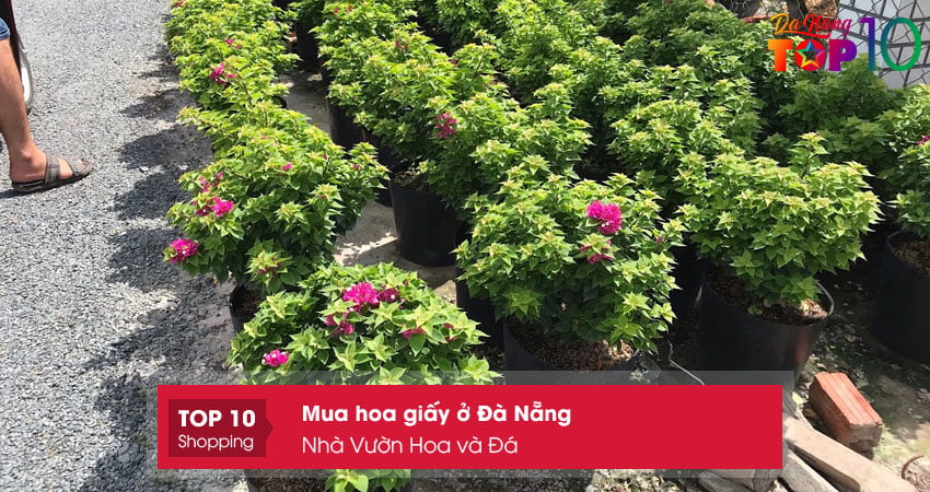 nha-vuon-hoa-va-da-mua-hoa-giay-o-da-nang-khoe-dep-top10danang