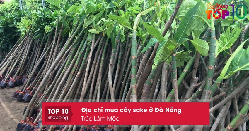 noi-mua-cay-sake-o-da-nang-truc-lam-moc-top10danang