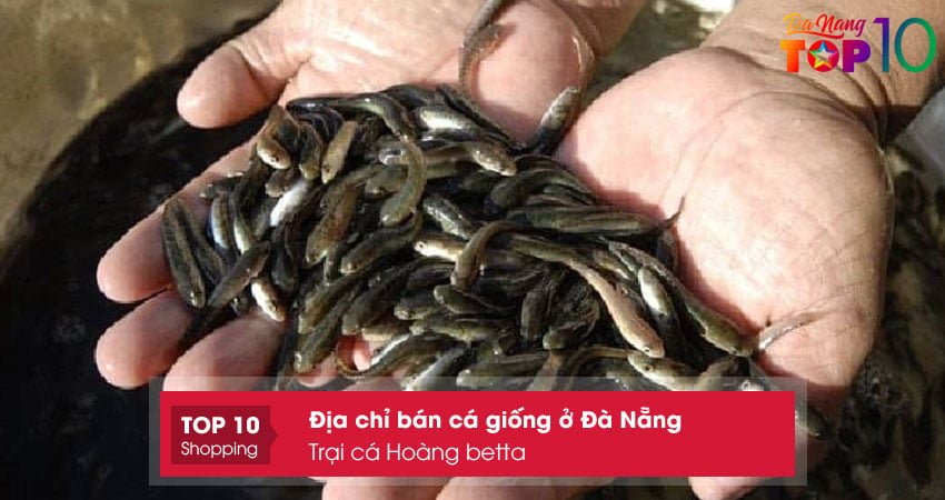 trai-ca-hoang-betta-ranchu-ban-ca-giong-o-da-nang-noi-tieng-top10danang