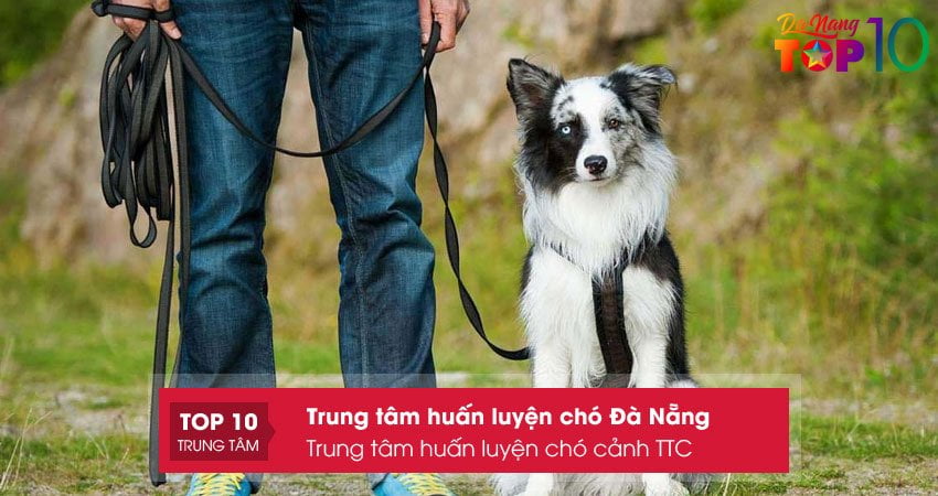 trung-tam-huan-luyen-cho-canh-ttc-top10danang