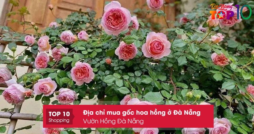 vuon-hong-da-nang-top10danang