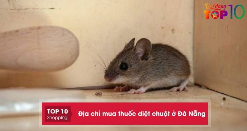 Thuốc diệt chuột nào hiệu quả tại Đà Nẵng?