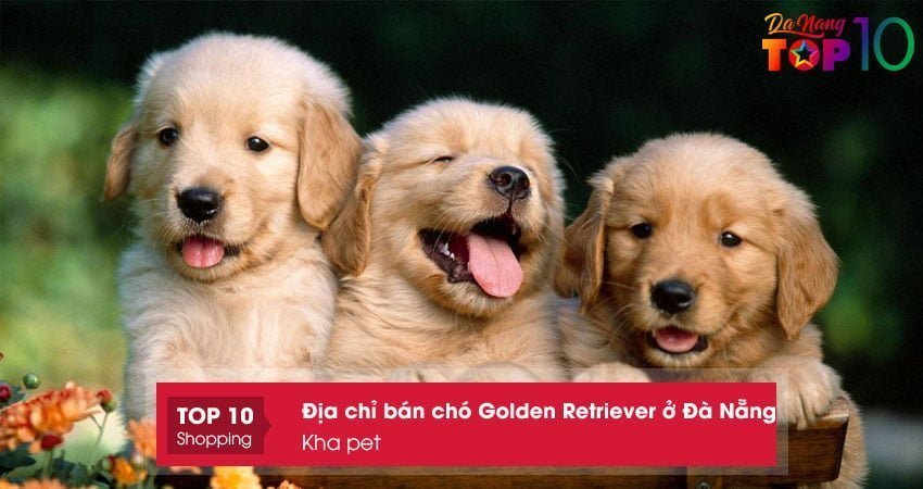 ban-cho-golden-retriever-o-da-nang-giong-tot-kha-pet-top10danang