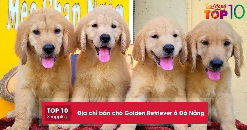 Top 5+ địa chỉ bán chó Golden Retriever ở Đà Nẵng thuần chủng giống tốt