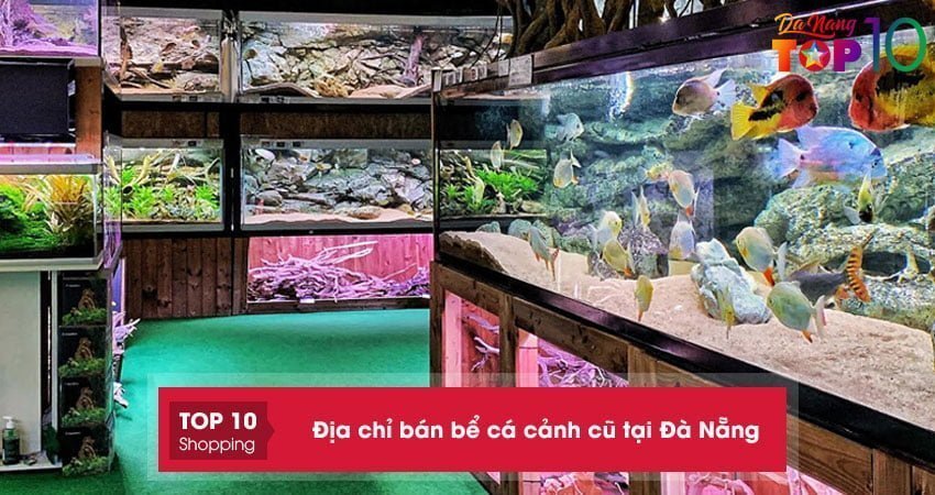 Top 10+ địa chỉ bán bể cá cảnh cũ tại Đà Nẵng chất lượng giá rẻ