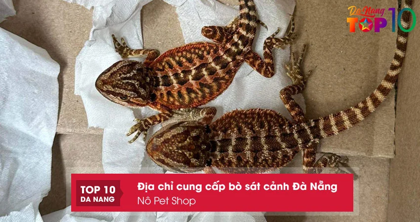 no-pet-shop-top10danang