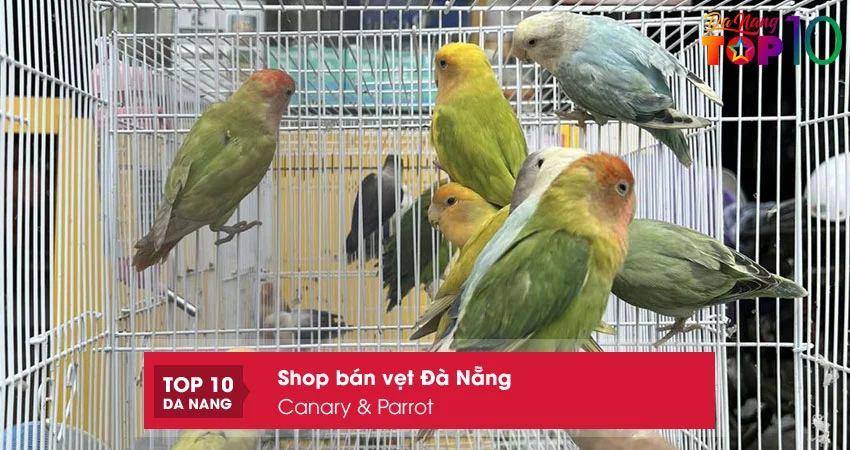 Canary-parrot-top10danang