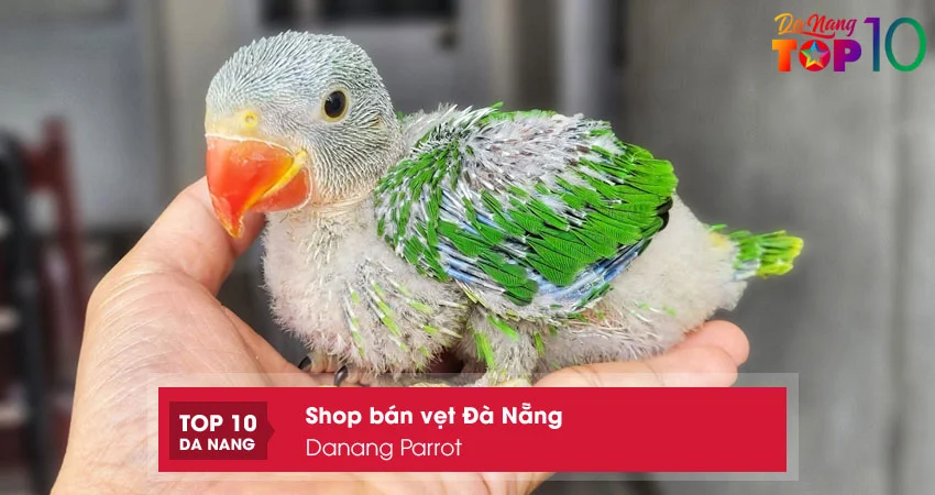 Danang-parrot-top10danang