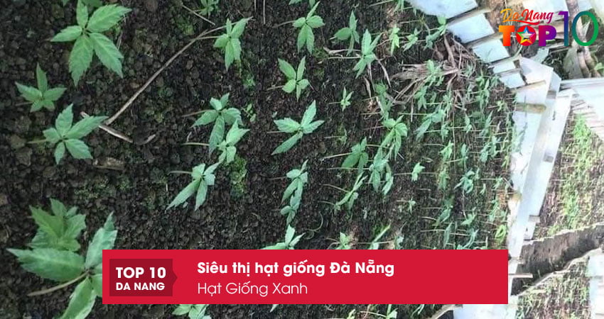 hat-giong-xanh-top10danang