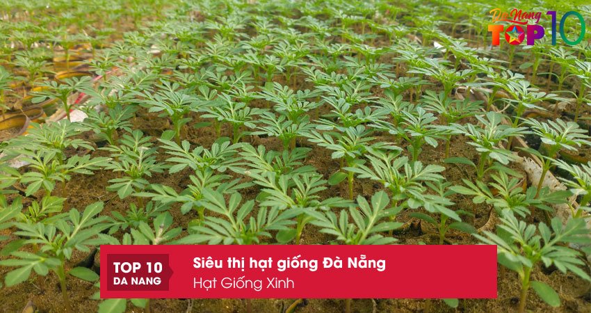 hat-giong-xinh-top10danang