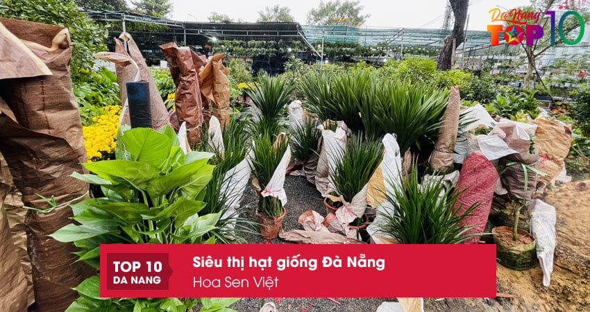 hoa-sen-viet-top10danang