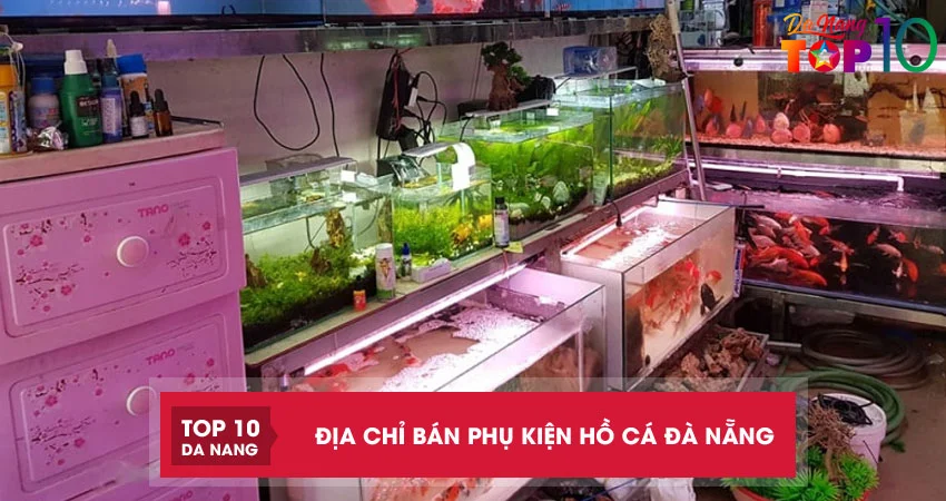 Top 4 địa chỉ bán phụ kiện hồ cá Đà Nẵng đa dạng giá cực rẻ