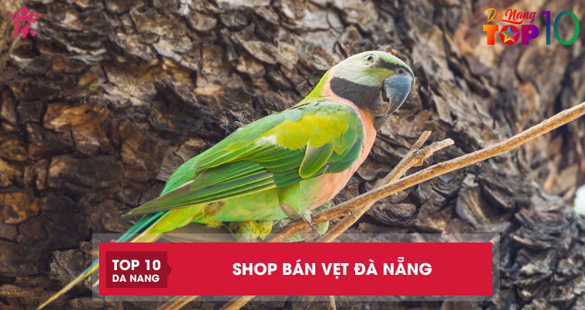 Top-4-shop-ban-vet-da-nang-chung-loai-da-dang-top10danang