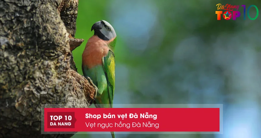 Vet-nguc-hong-da-nang-shop-ban-ban-vet-da-nang-dep-top10danang