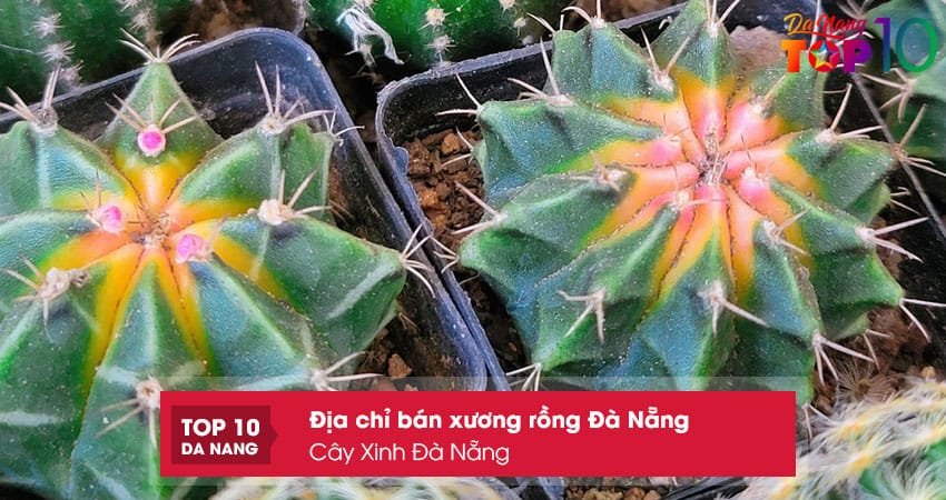 Cay-xinh-da-nang-top10danang