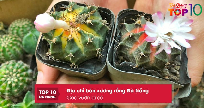 Goc-vuon-la-ca-top10danang